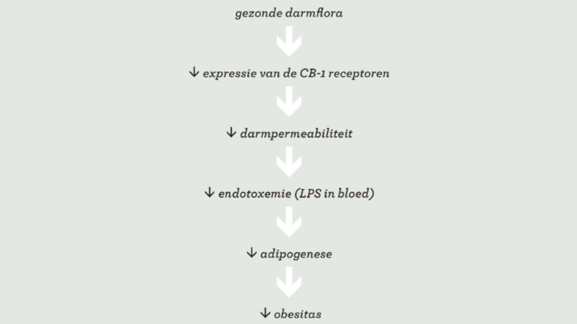 Darmflora en obesitas